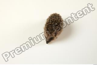Hedgehog - Erinaceus europaeus  0017